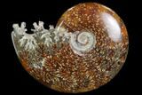 Polished, Agatized Ammonite (Cleoniceras) - Madagascar #97304-1